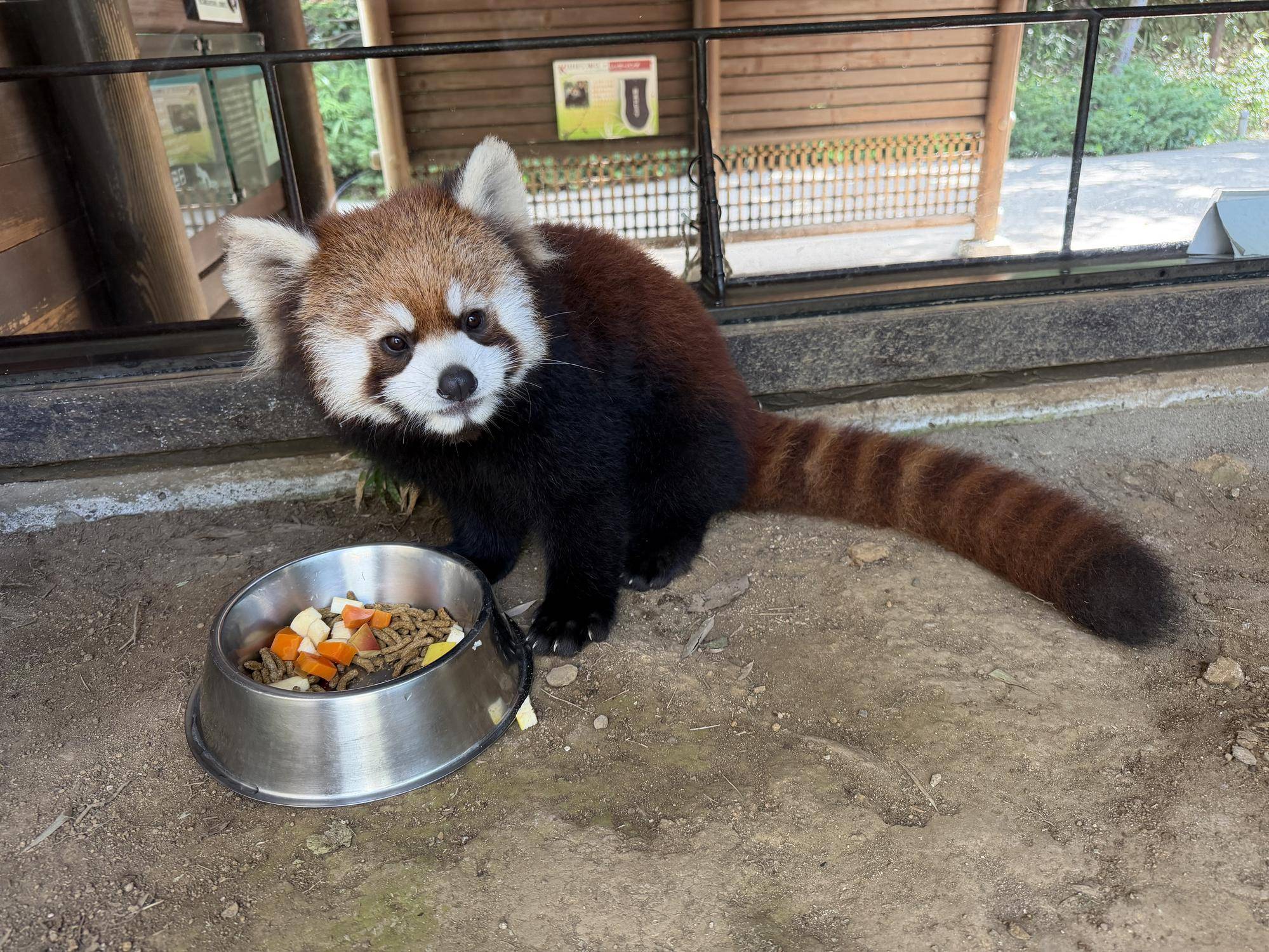 朝餌に筍が入っています.jpg