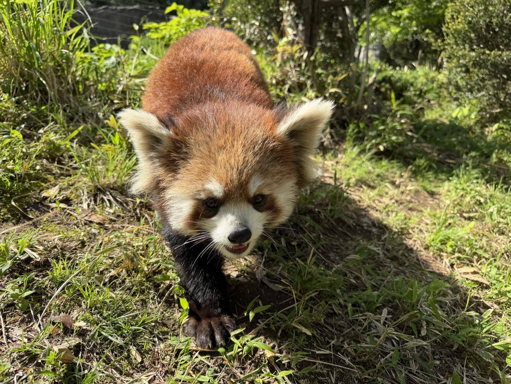 迫り来るハマ (2).jpg