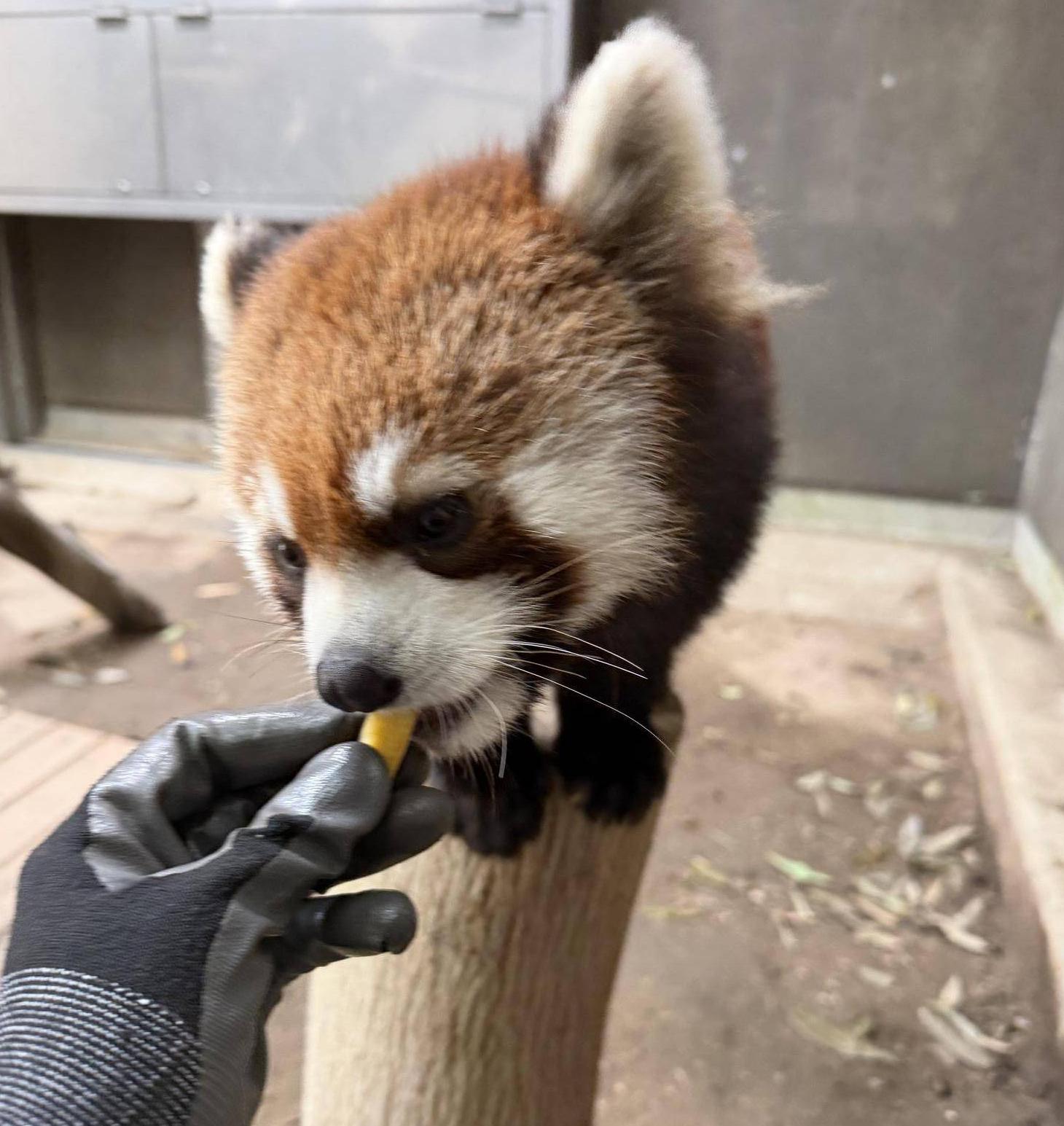 筍を食べるミナト.jpg