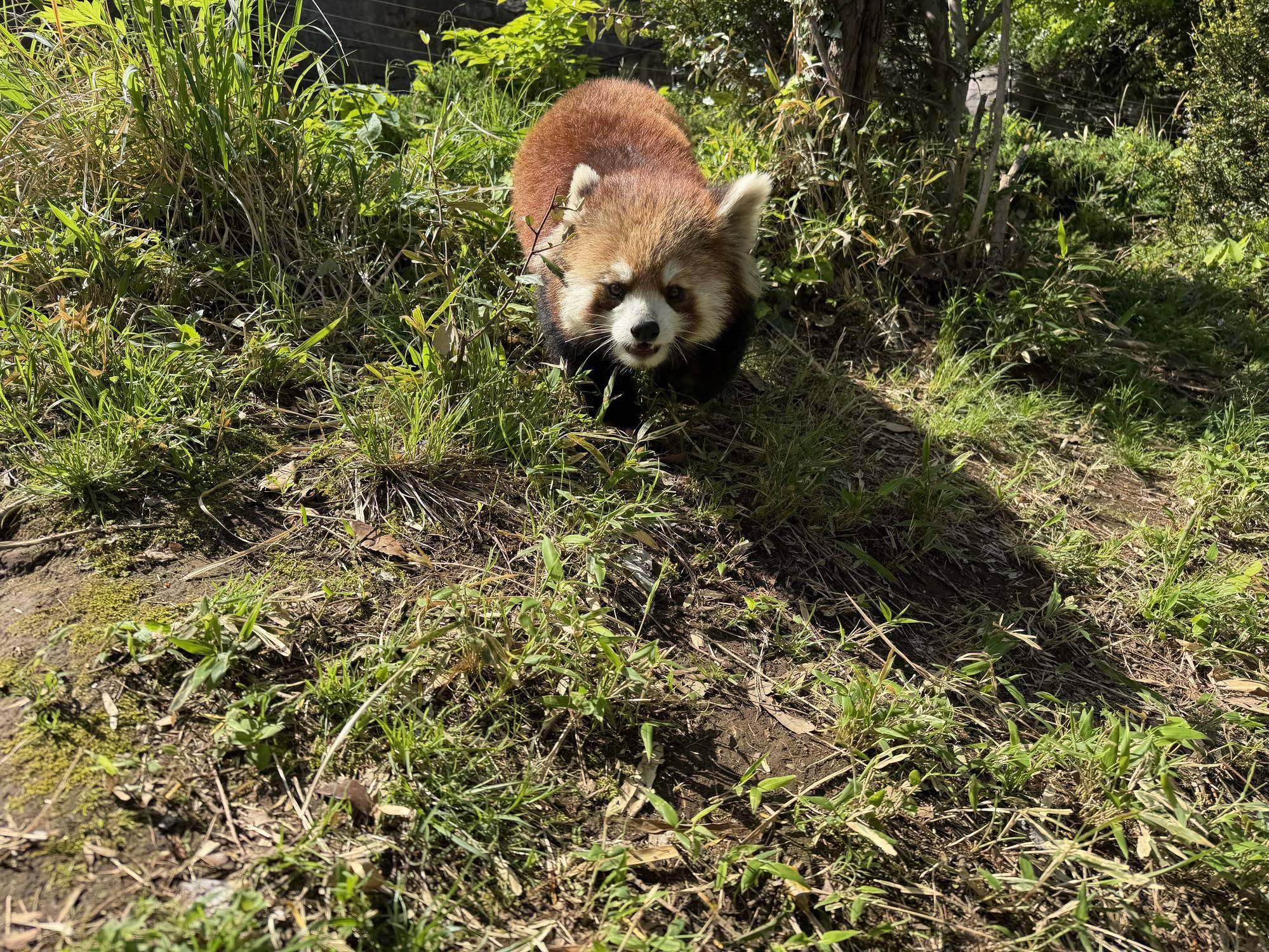 迫り来るハマ (1).jpg