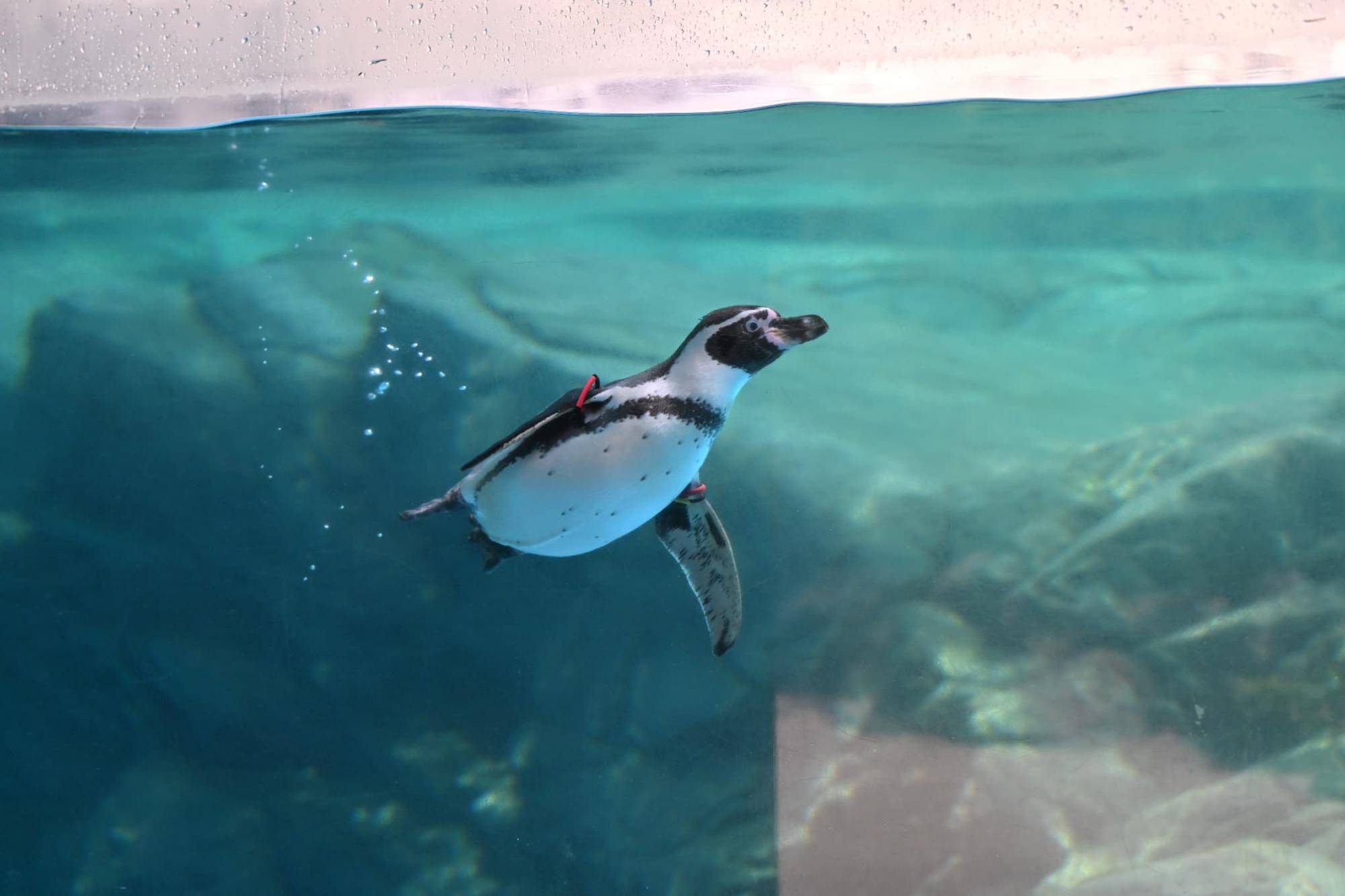 水中を泳ぐフンボルトペンギン.jpg