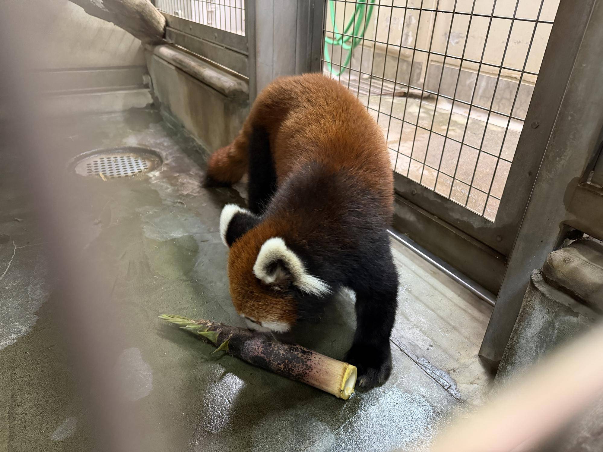 タケノコを食べるまめたろう (1).jpg