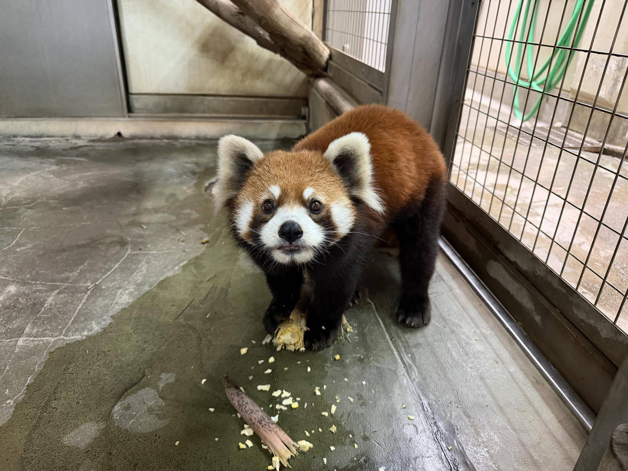 タケノコを食べるまめたろう (4).jpg