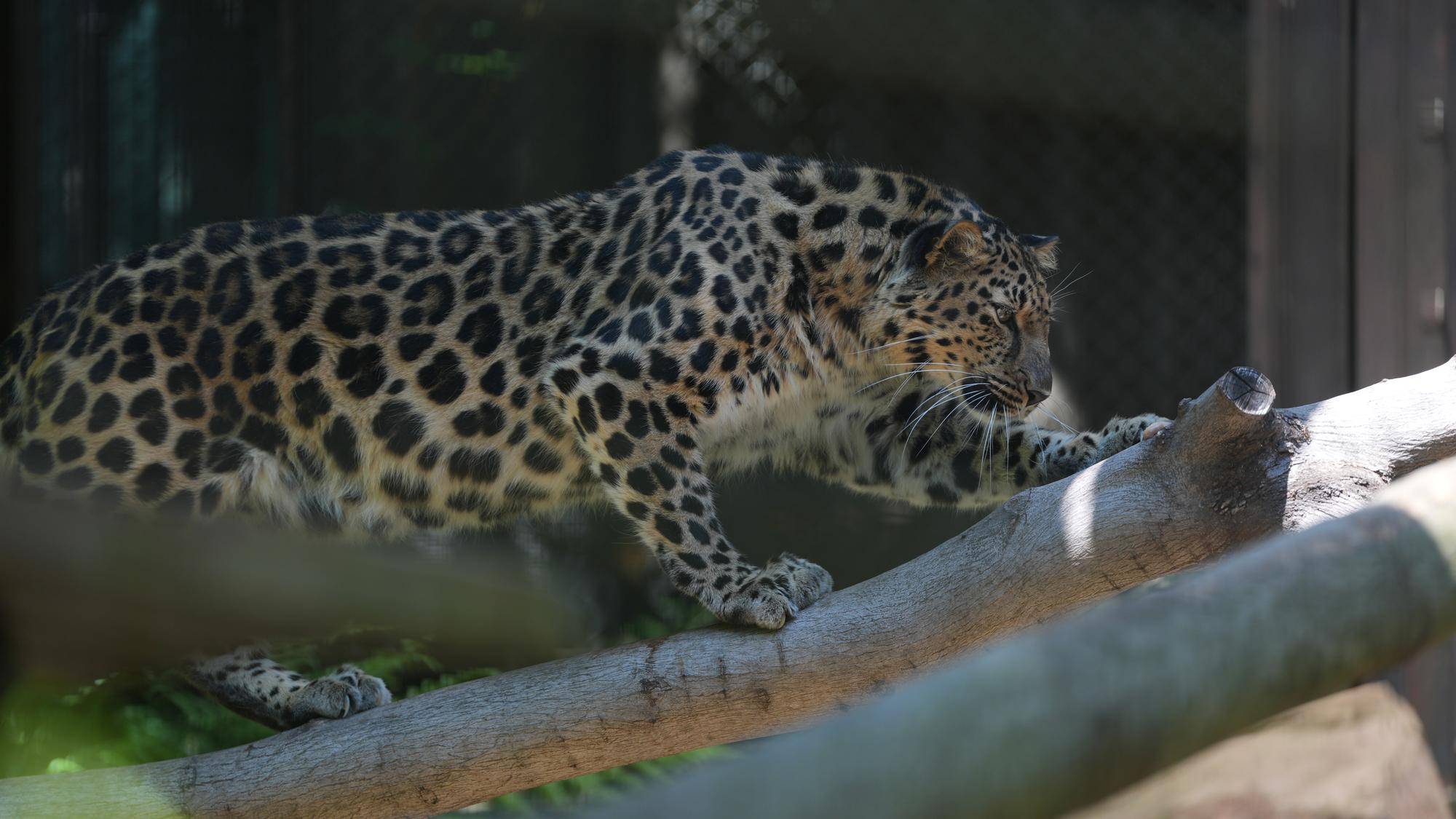 アムールヒョウのトライ.jpg