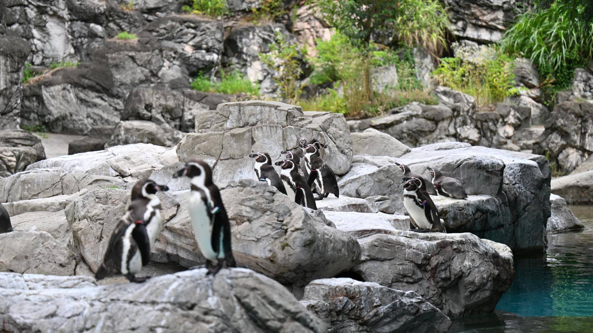 展示場のペンギン.jpg