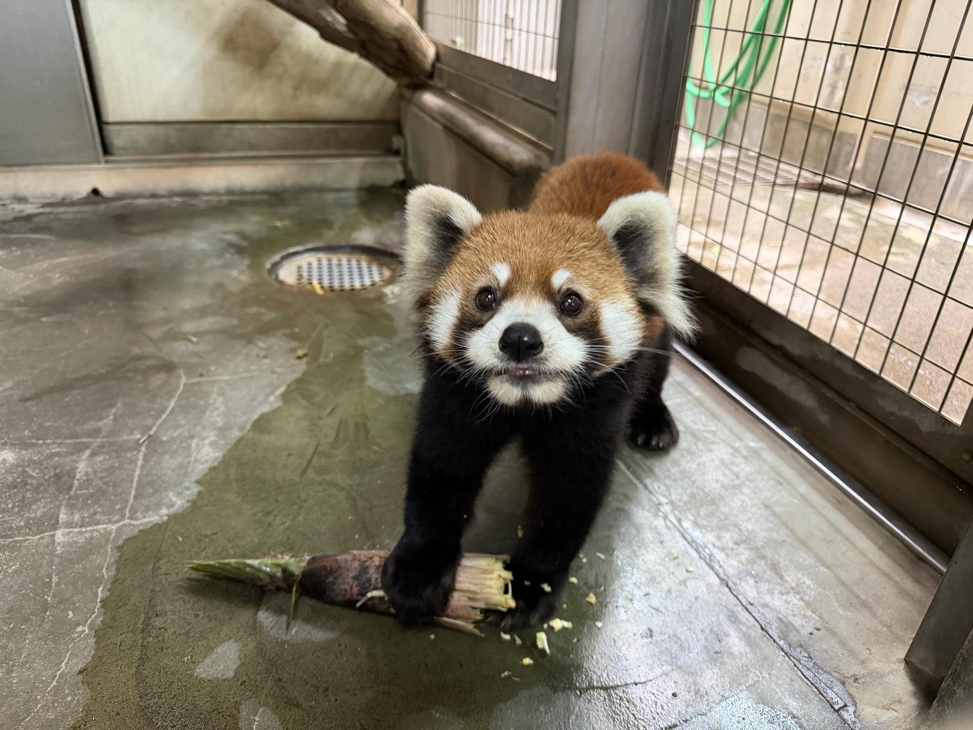 タケノコを食べるまめたろう (3).jpg