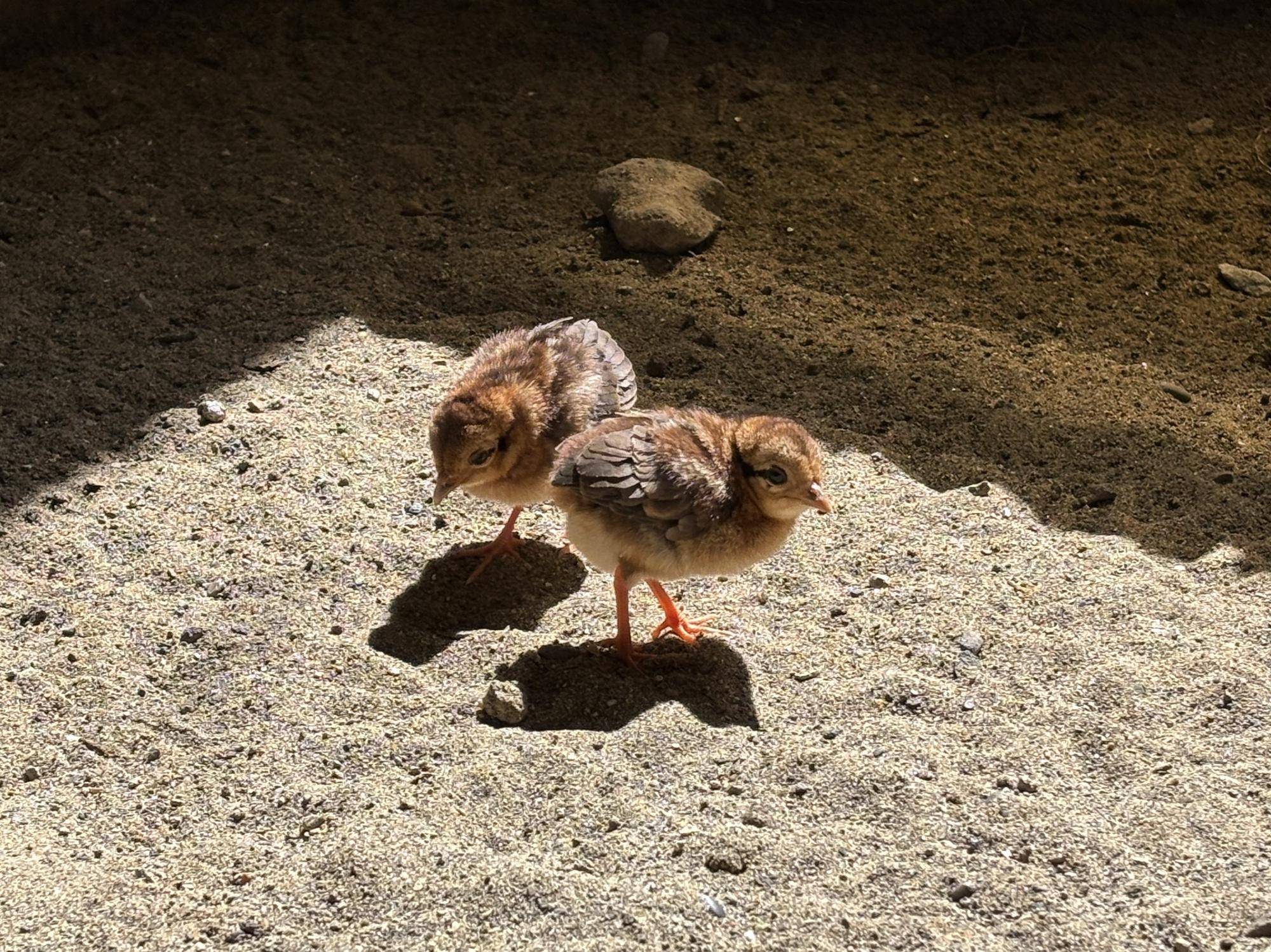 【飼育日誌】20260601:生まれました👏👏 生まれた4羽のうちの2羽.jpg