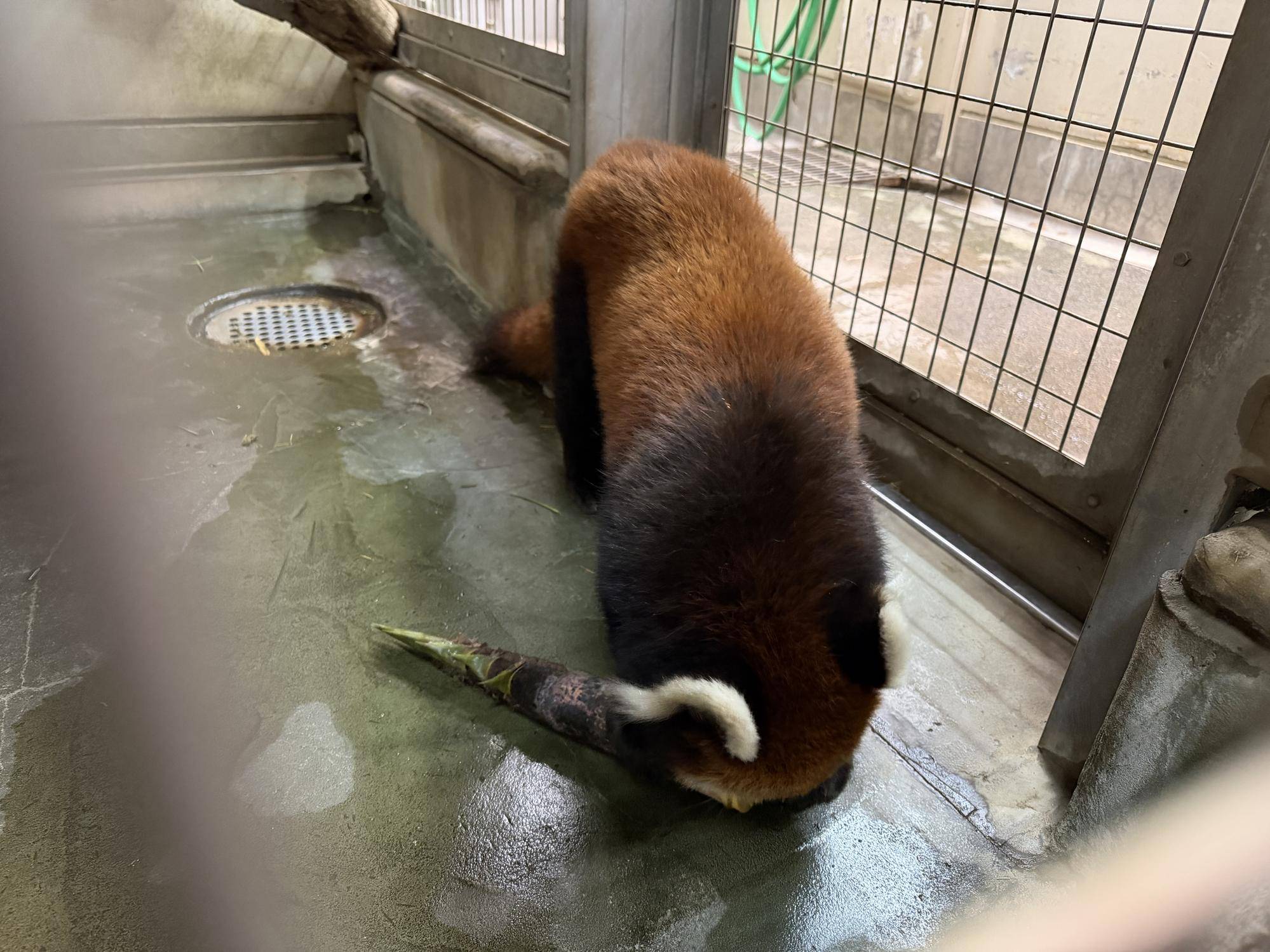 タケノコを食べるまめたろう (2).jpg