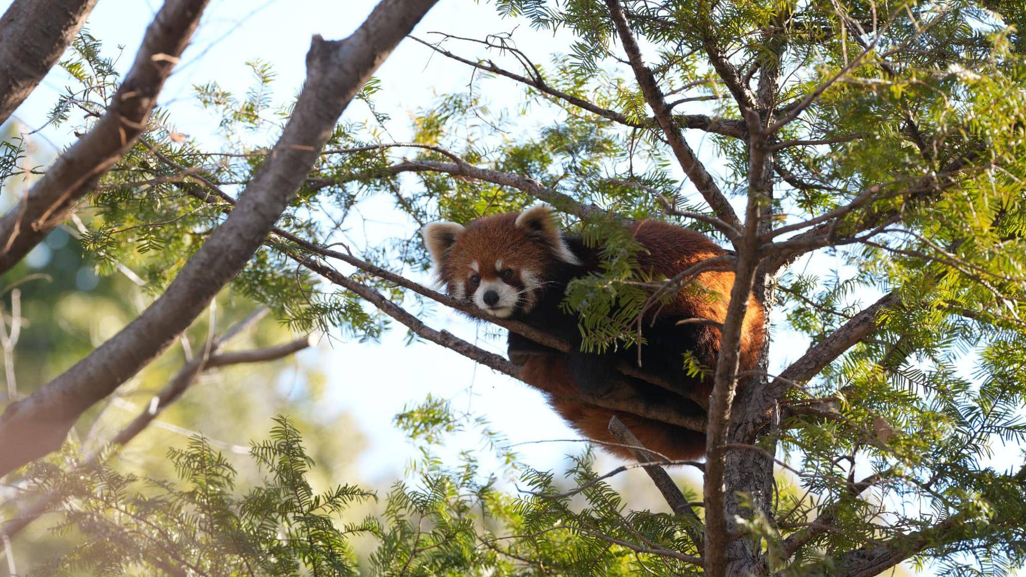 木に登るレッサーパンダ.jpg
