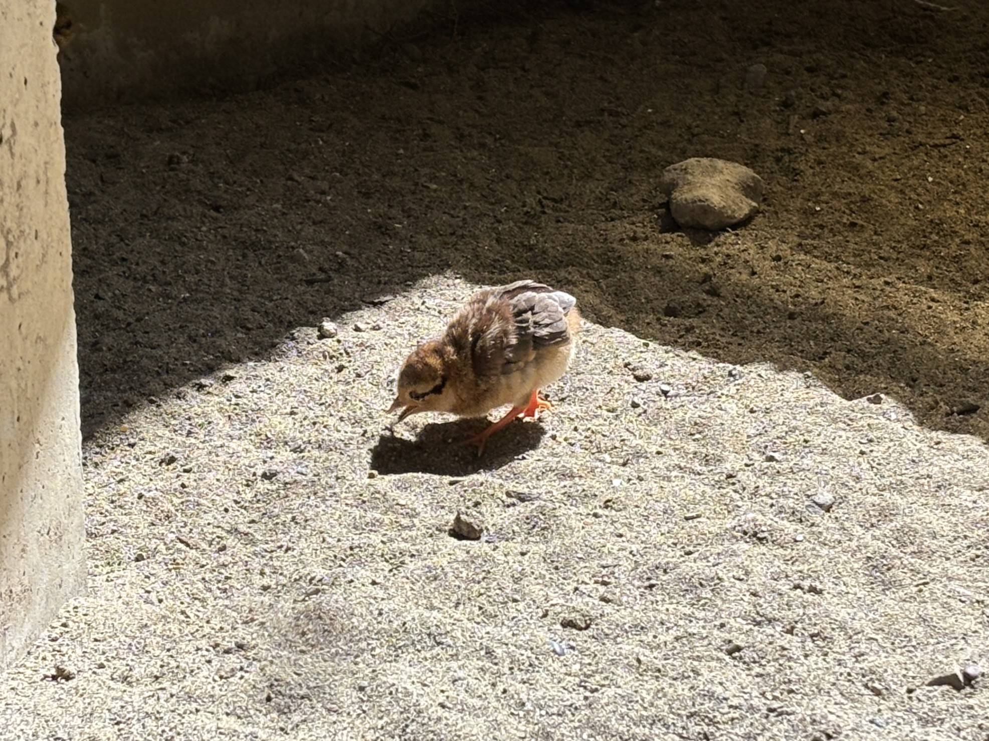 【飼育日誌】20260601:生まれました👏👏 地面をつつくヒナ.jpg
