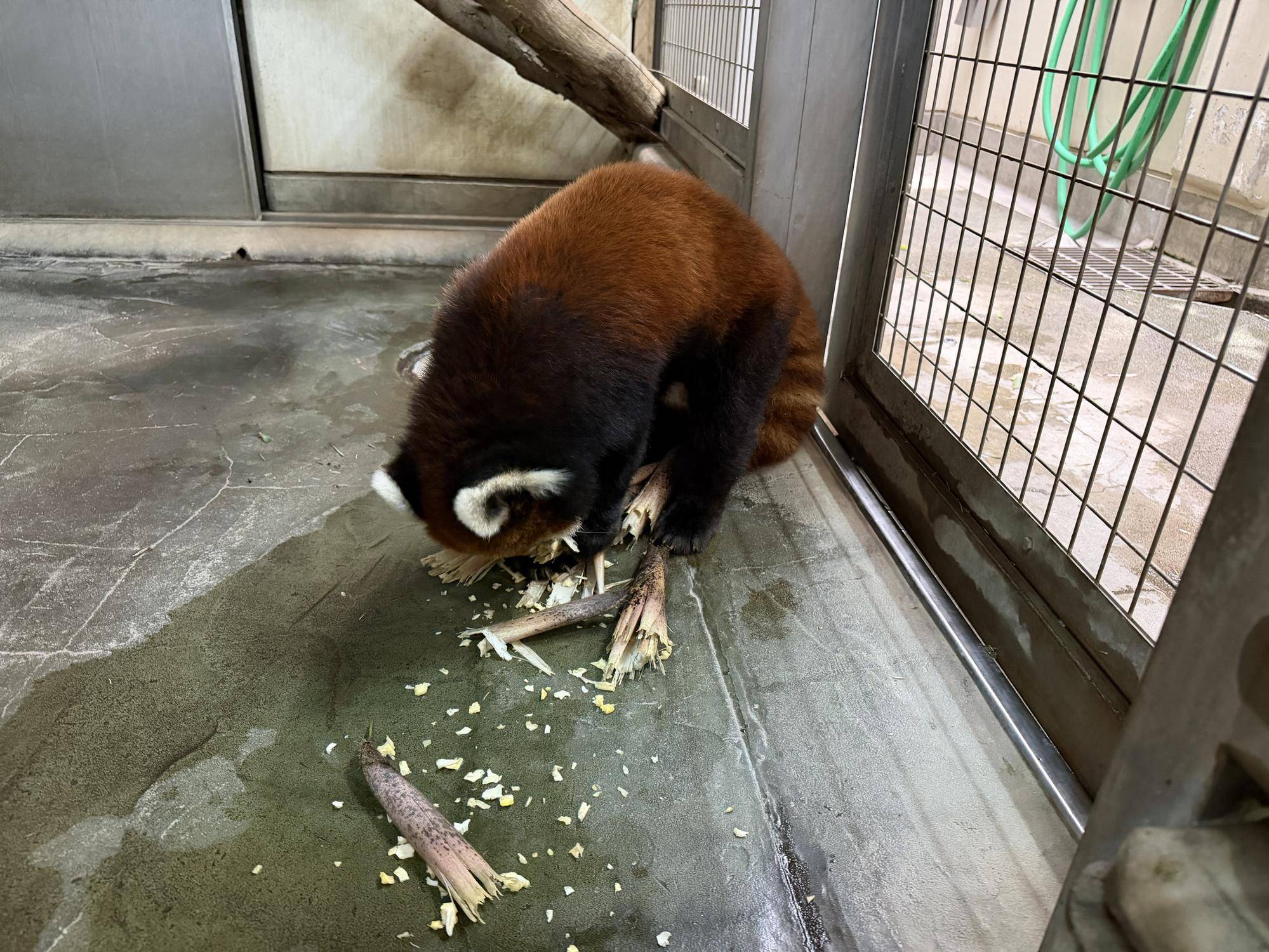 タケノコを食べるまめたろう (5).jpg