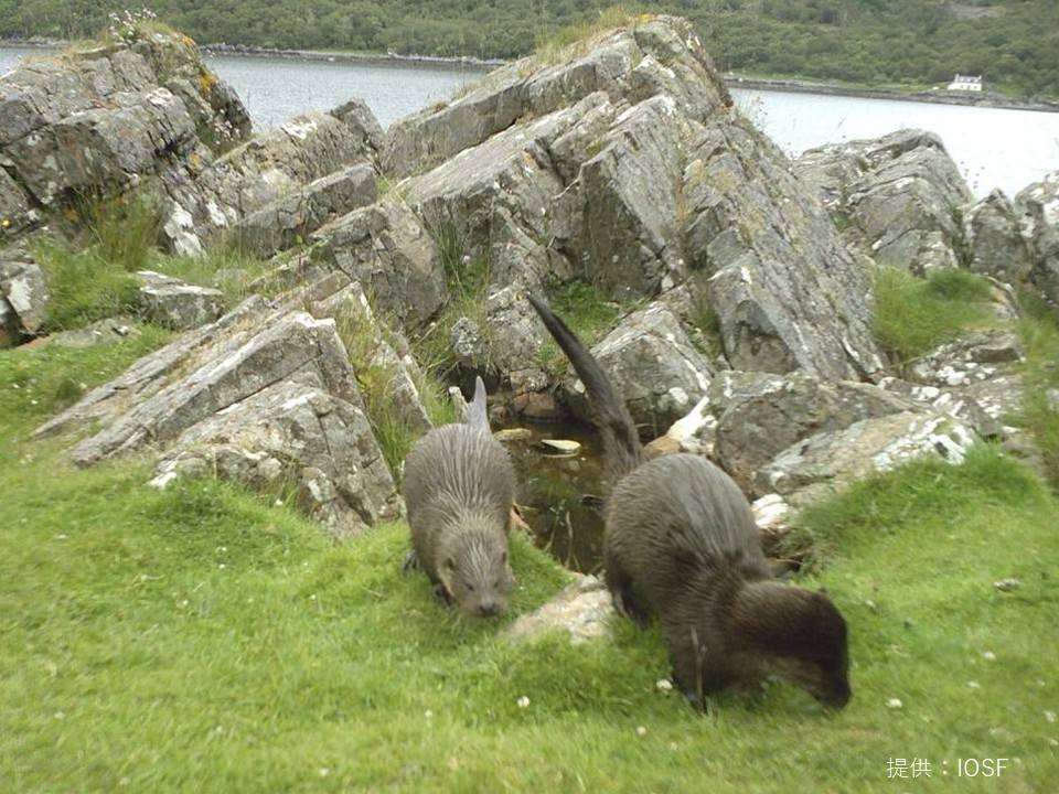 世界カワウソの日イベント3.jpg