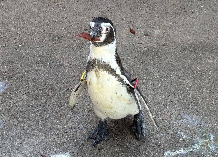 フンボルトペンギンの展示場で植栽体験しませんか３.jpg