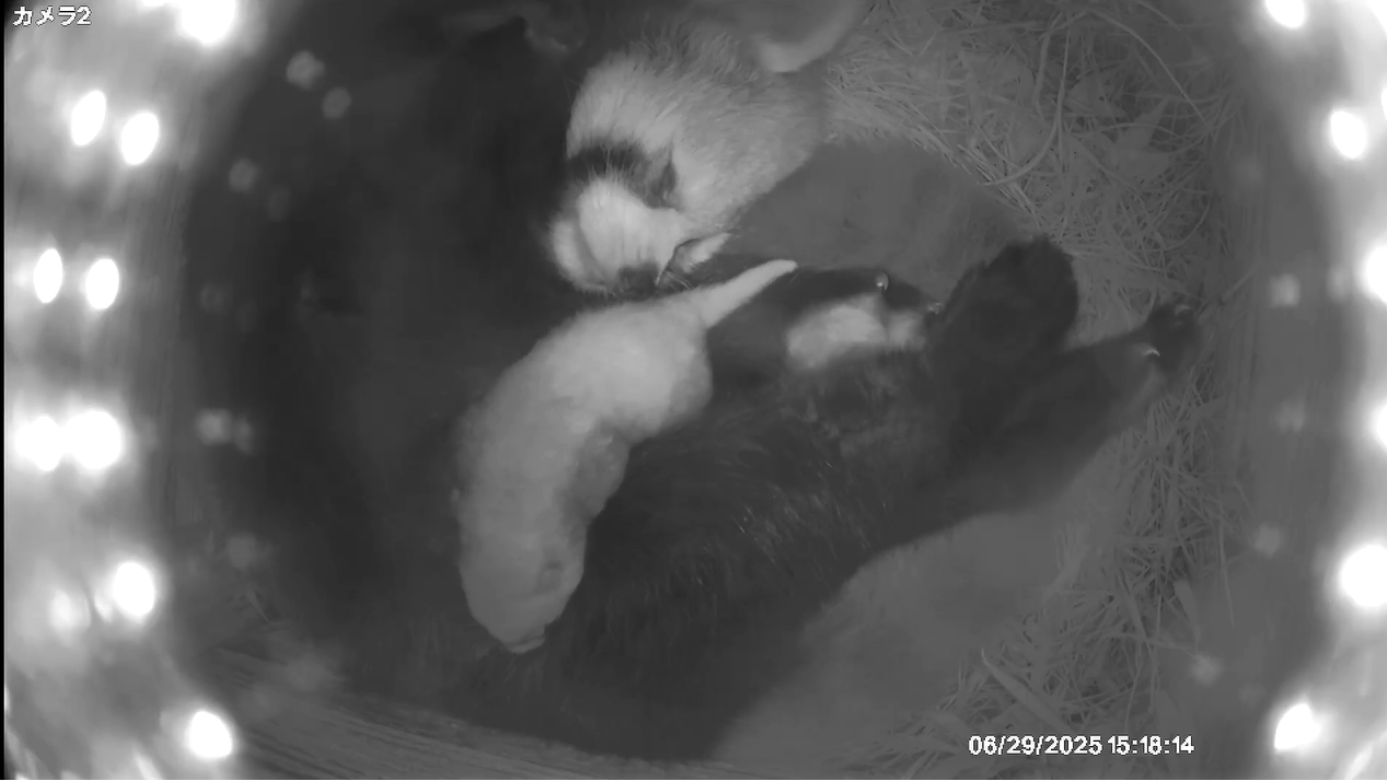 キクとミナト20250629.png