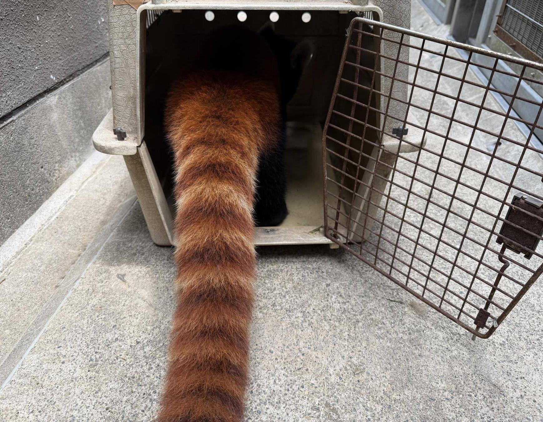 ミナト　クレートトレーニング.jpg