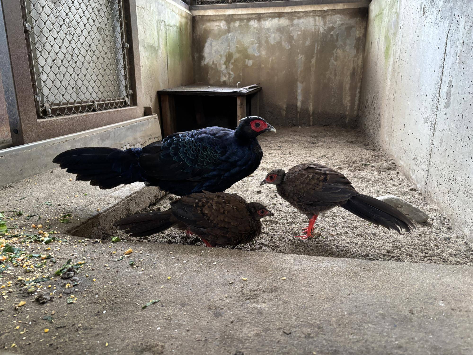 【飼育日誌】20260717：🐥🐥ベトナムキジのヒナたちの成長記録🐥🐥オスの成鳥とヒナ2羽.jpg