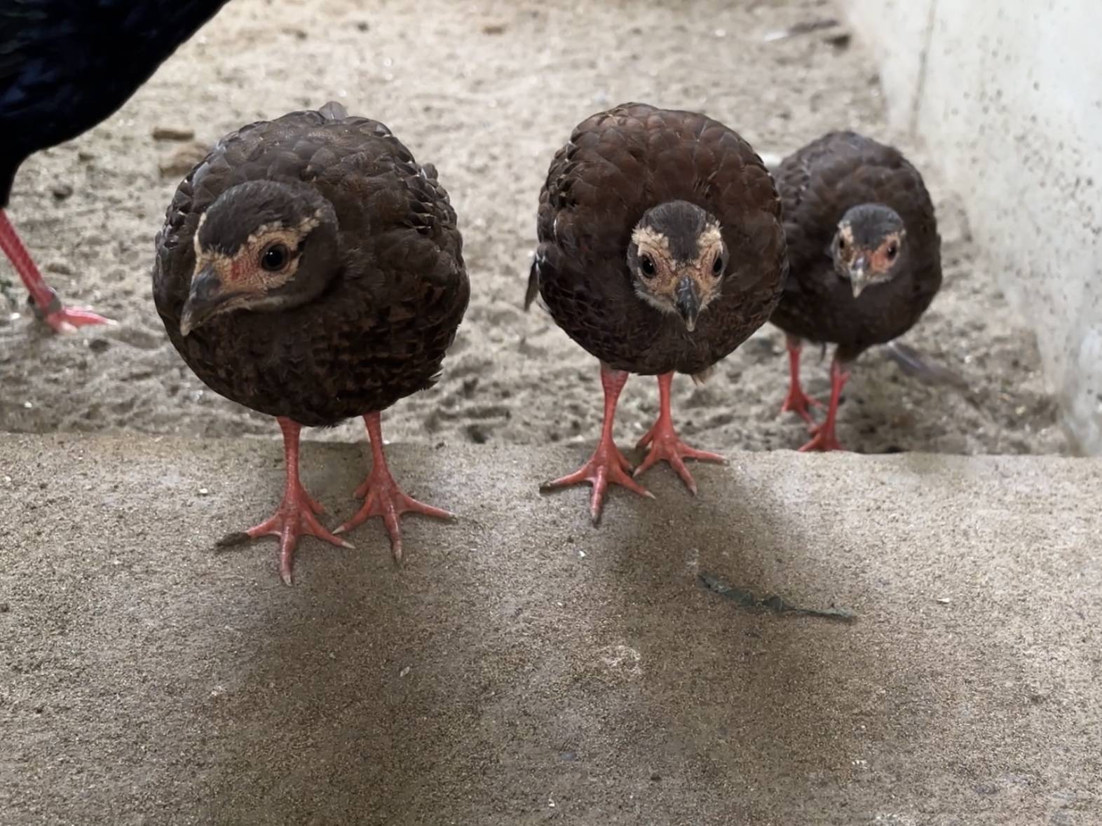 【飼育日誌】20260717：🐥🐥ベトナムキジのヒナたちの成長記録🐥🐥成長を感じられるヒナたち.jpg