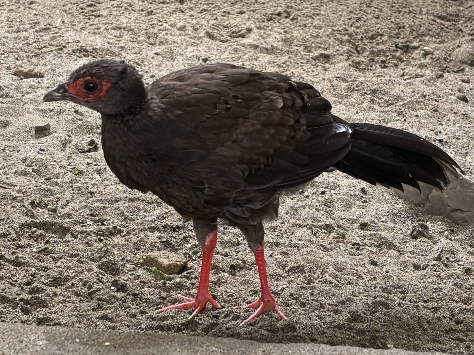 【飼育日誌】20260717：🐥🐥ベトナムキジのヒナたちの成長記録🐥🐥目の周りが赤くなり始めたヒナ.jpg