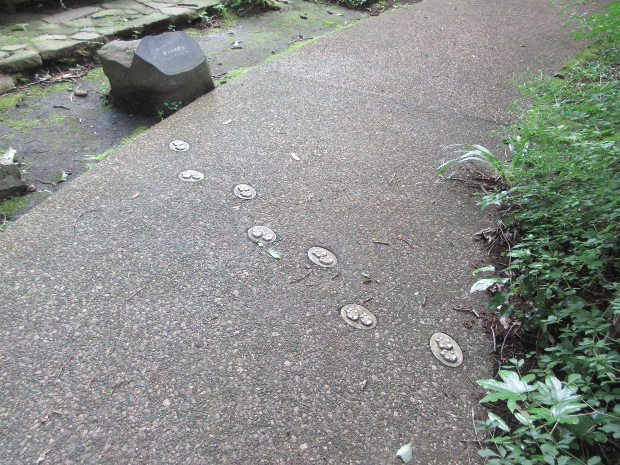 タヌキの足跡（モウコノウマ前休憩所）.jpg