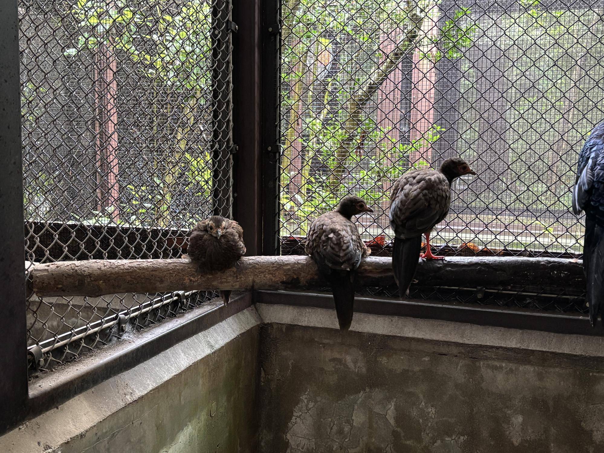 【飼育日誌】20260717：🐥🐥ベトナムキジのヒナたちの成長記録🐥🐥止まり木で過ごすヒナたち.jpg