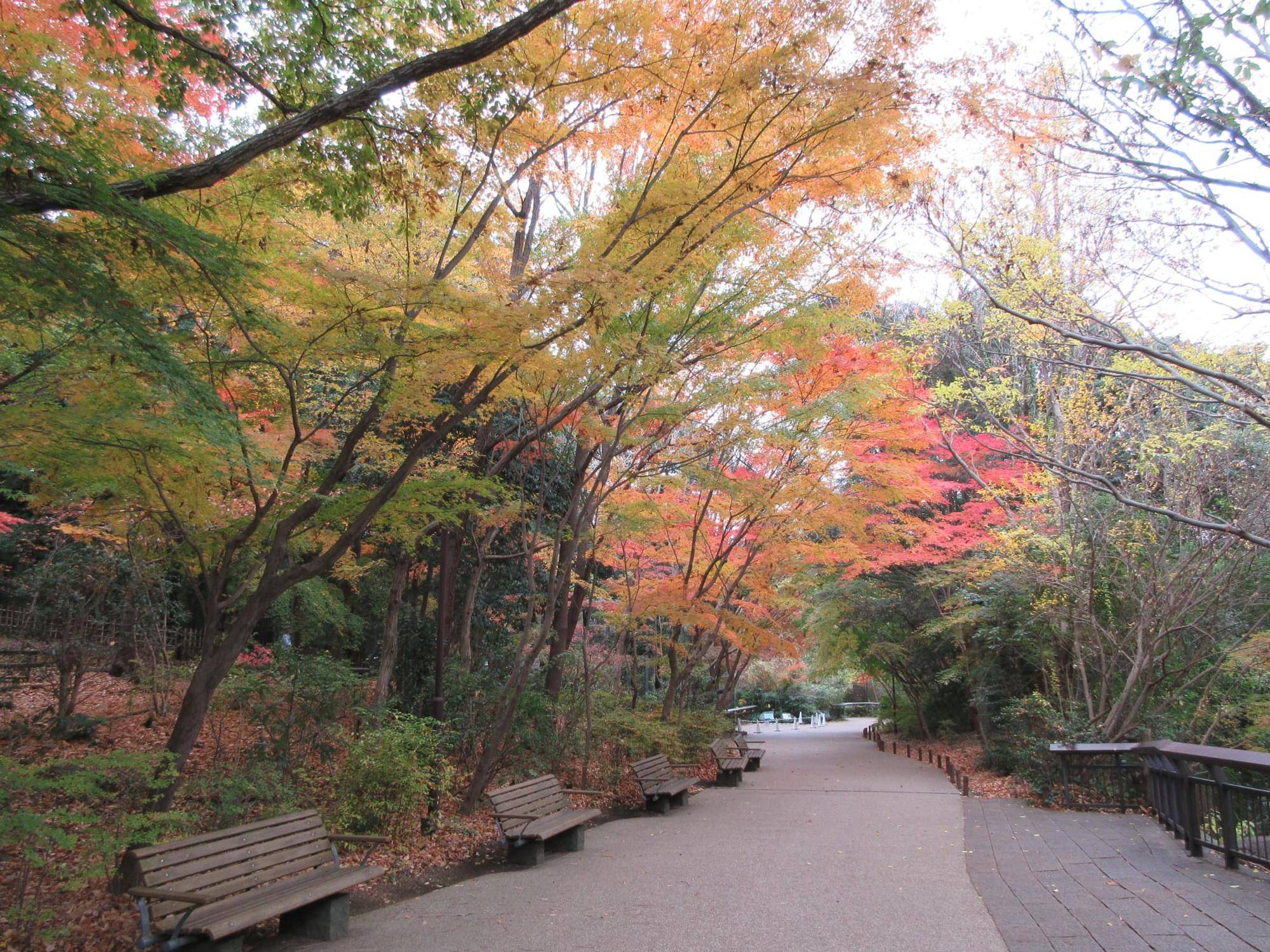 モウコノウマ展示場前の紅葉（11月下旬）.jpg