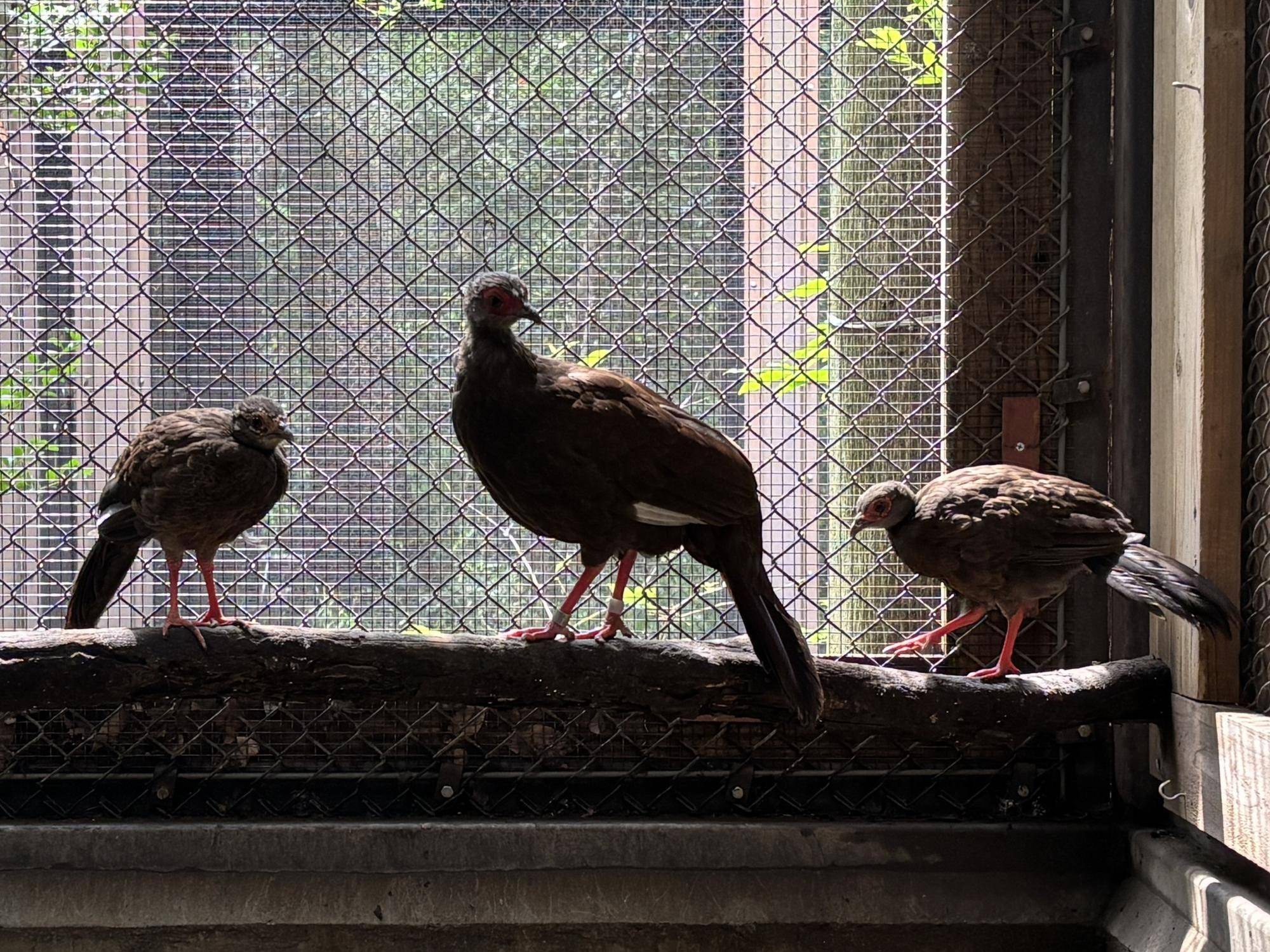 【飼育日誌】20260717：🐥🐥ベトナムキジのヒナたちの成長記録🐥🐥メスの成鳥とヒナ2羽.jpg