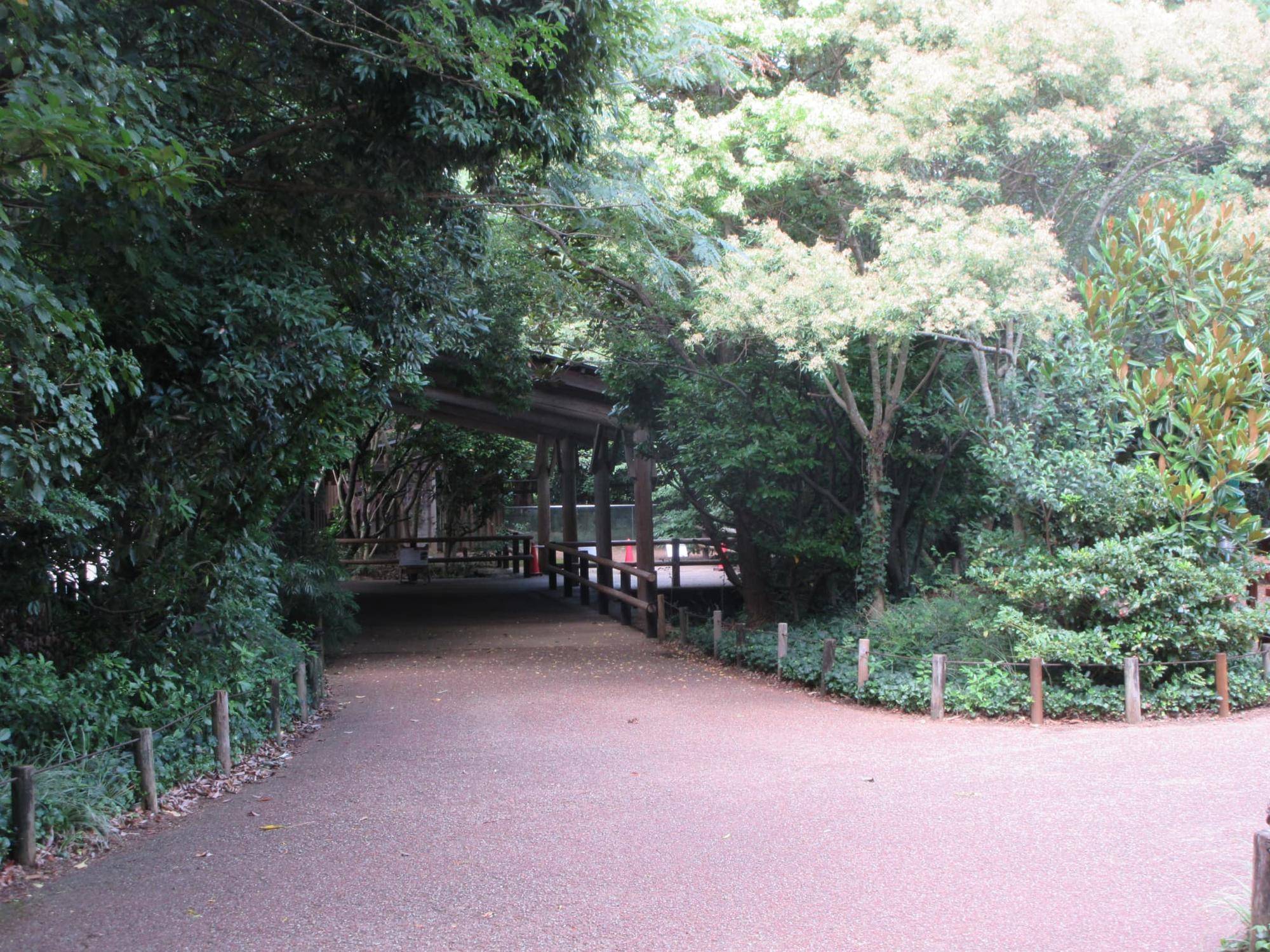 園路（カワイノシシ展示場周辺）.jpg