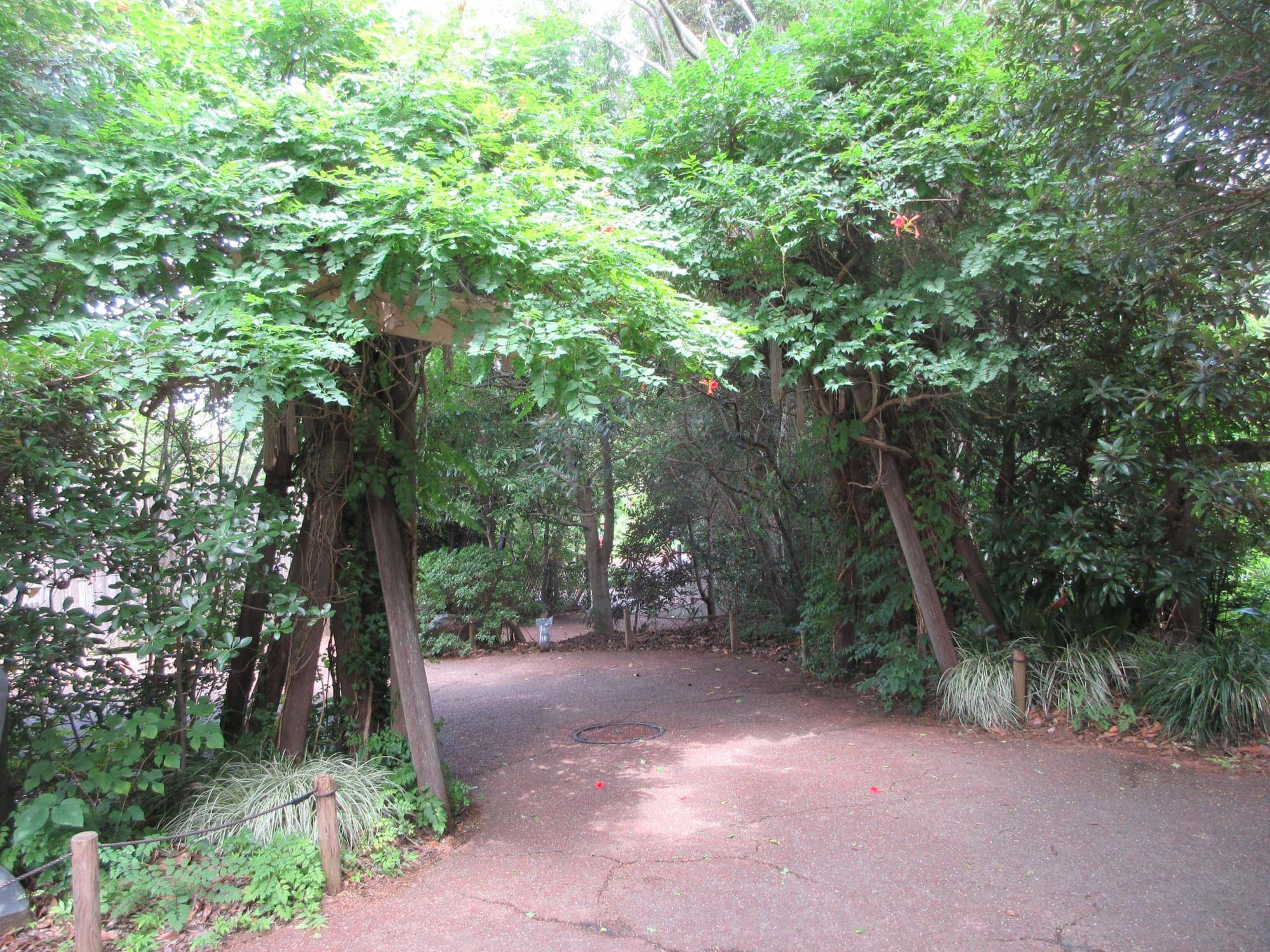 園路（オカピ屋外展示場入口）.jpg