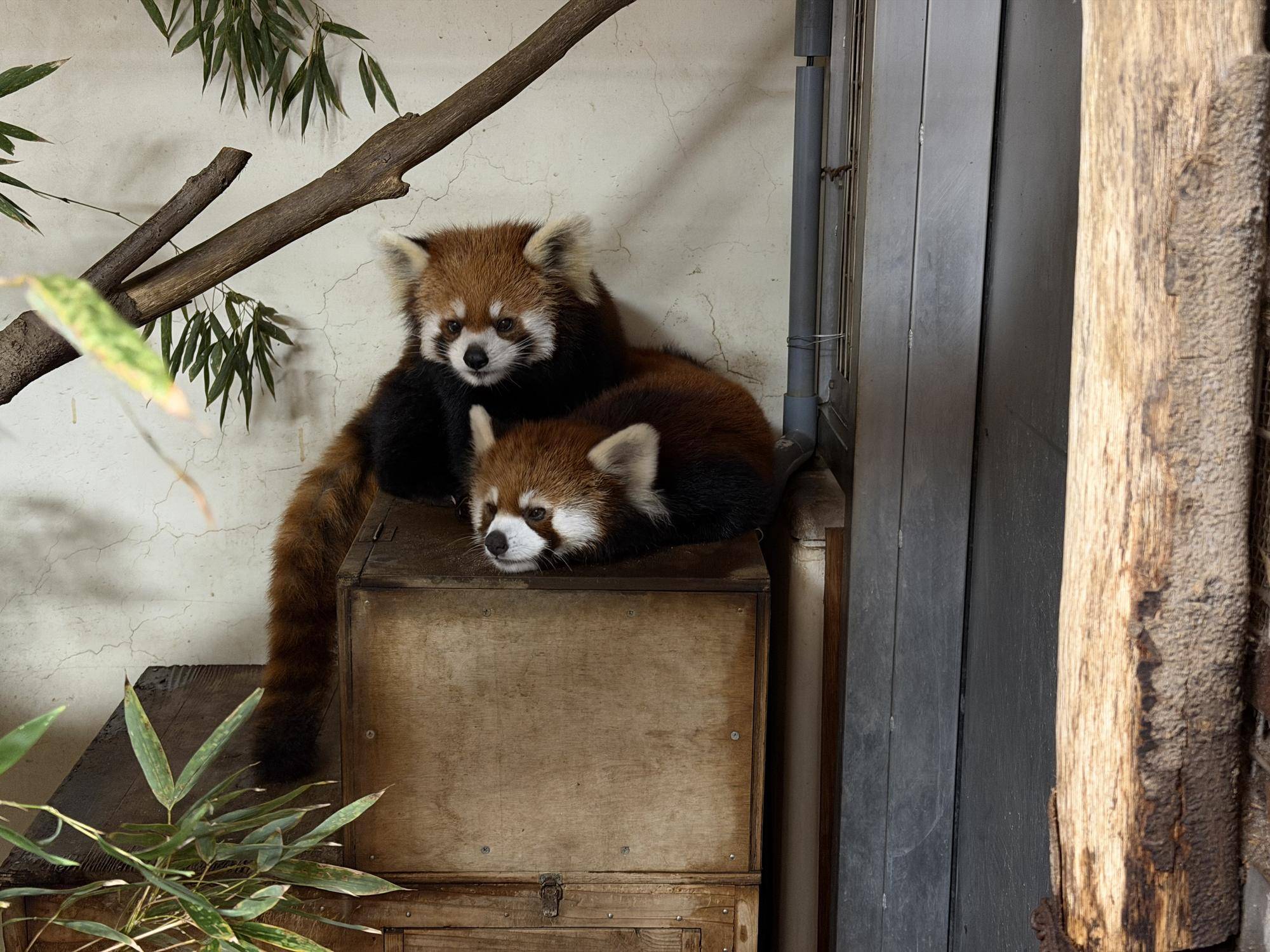 キクとミナト.jpg