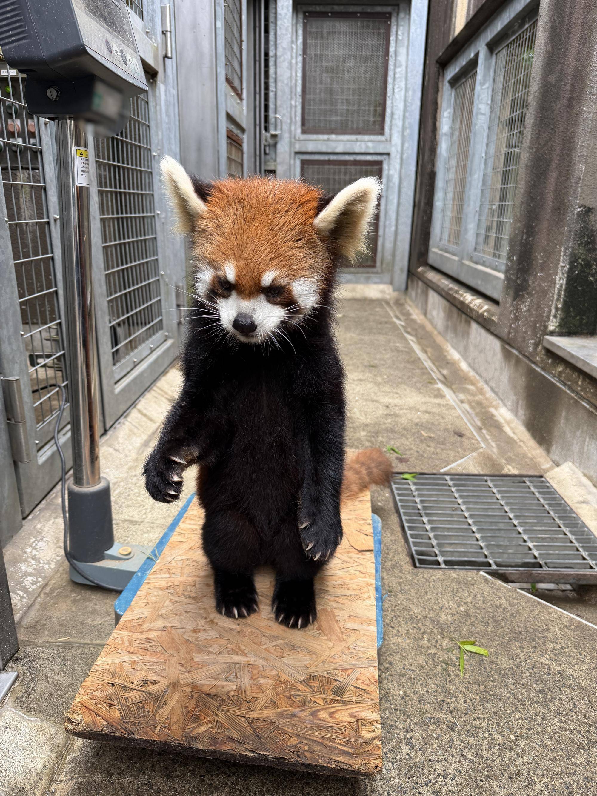 キク 体重測定中.jpg