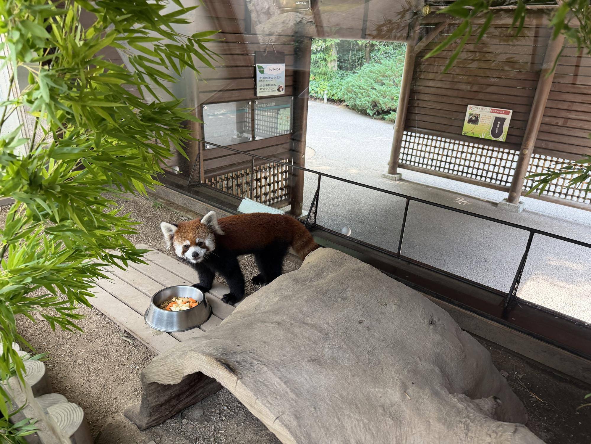 ミナト 1頭で展示場に出る練習 (1).jpg