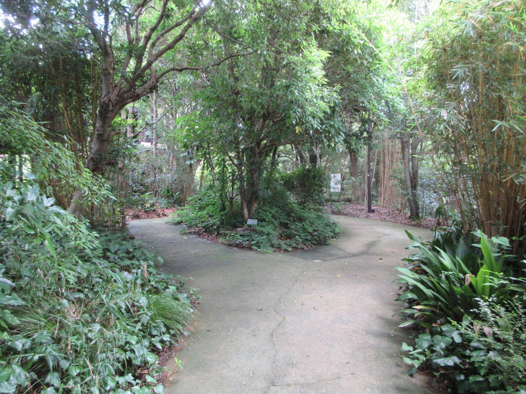 園路（チンパンジーの森）.jpg