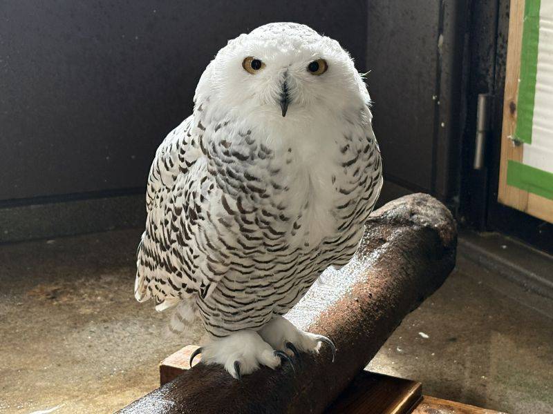 シロフクロウのユキ.jpg