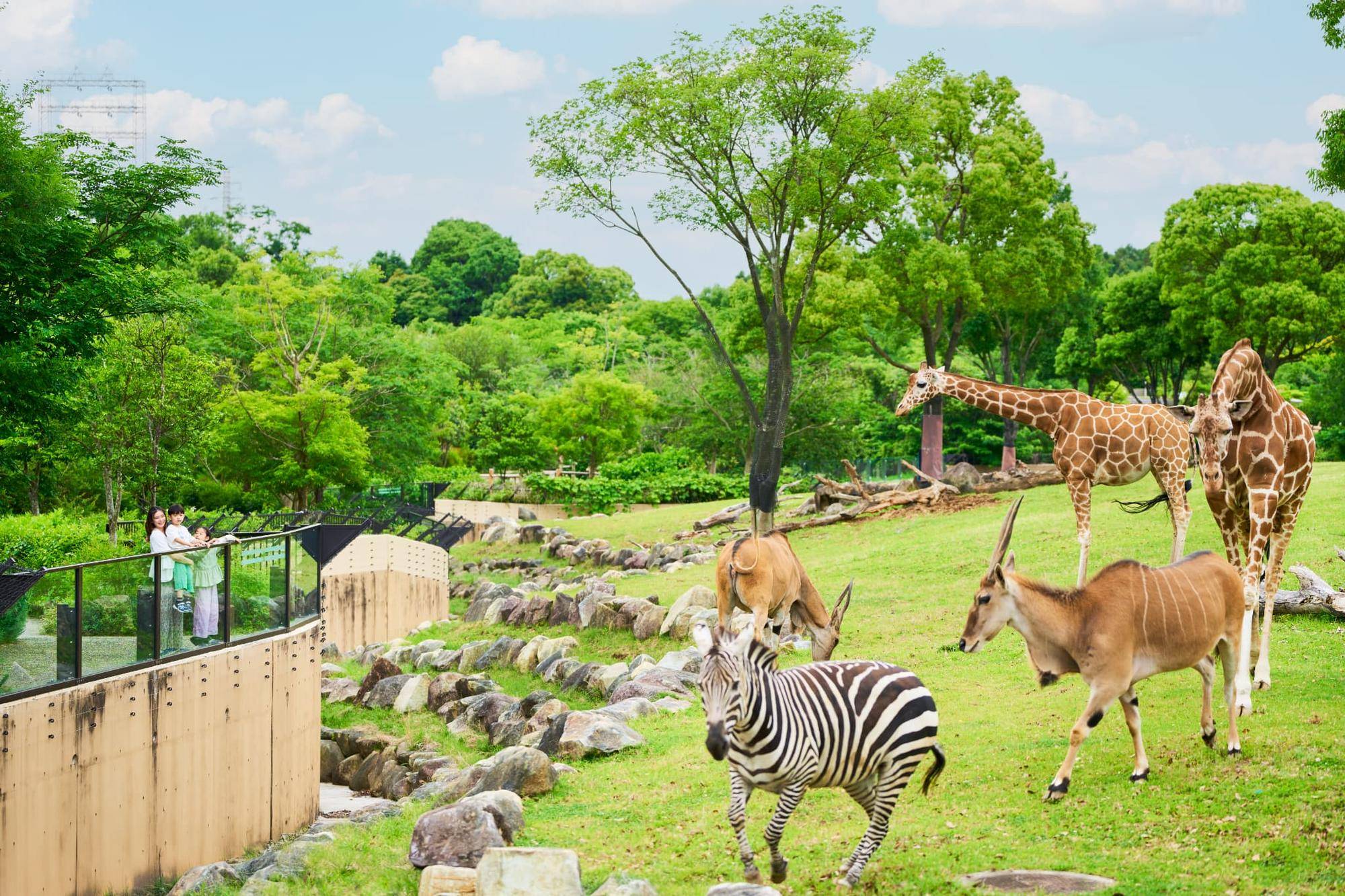 【ズーラシア】アフリカのサバンナ２.jpg