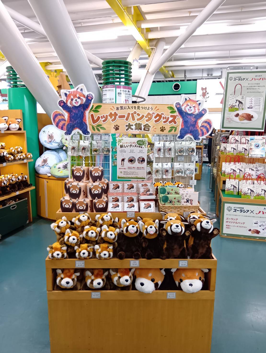 レッサーパンダコーナー①.jpg