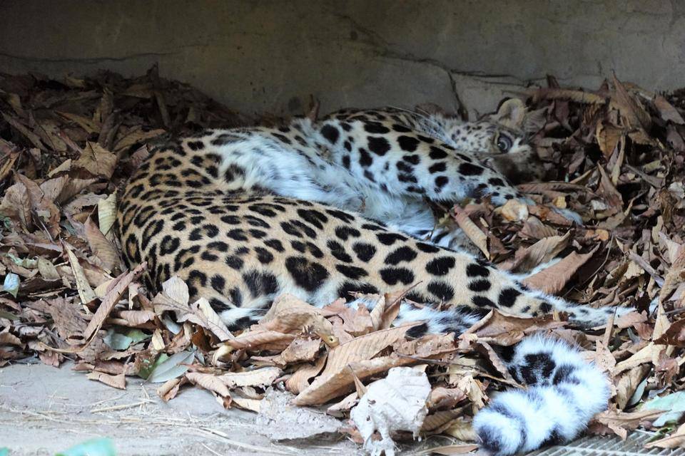 10 時々こちらをチラ見.jpg