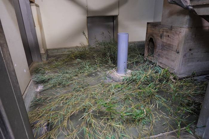 1 朝のキクの寝室の様子.jpg