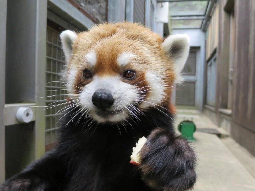 国際レッサーパンダデー ブログde特別ガイド 体のつくり編 飼育日誌 よこはま動物園ズーラシア公式サイト 公益財団法人 横浜市緑の協会