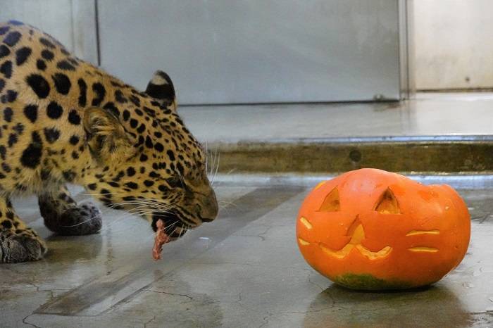 4 肉を食べました.jpg