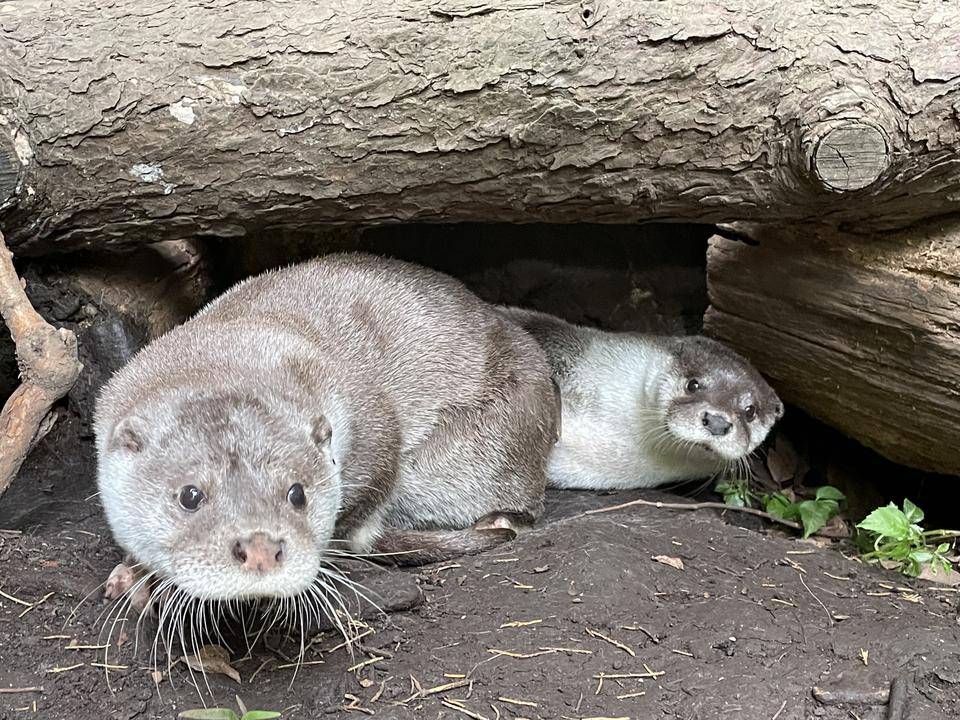 くねことシルバーOtter's⑮.jpg
