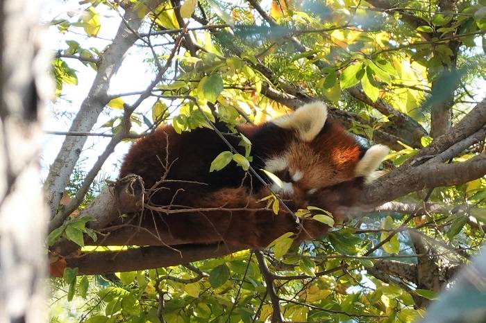 8 なんだか森で野生のパンダに出会ったみたいですよね.jpg