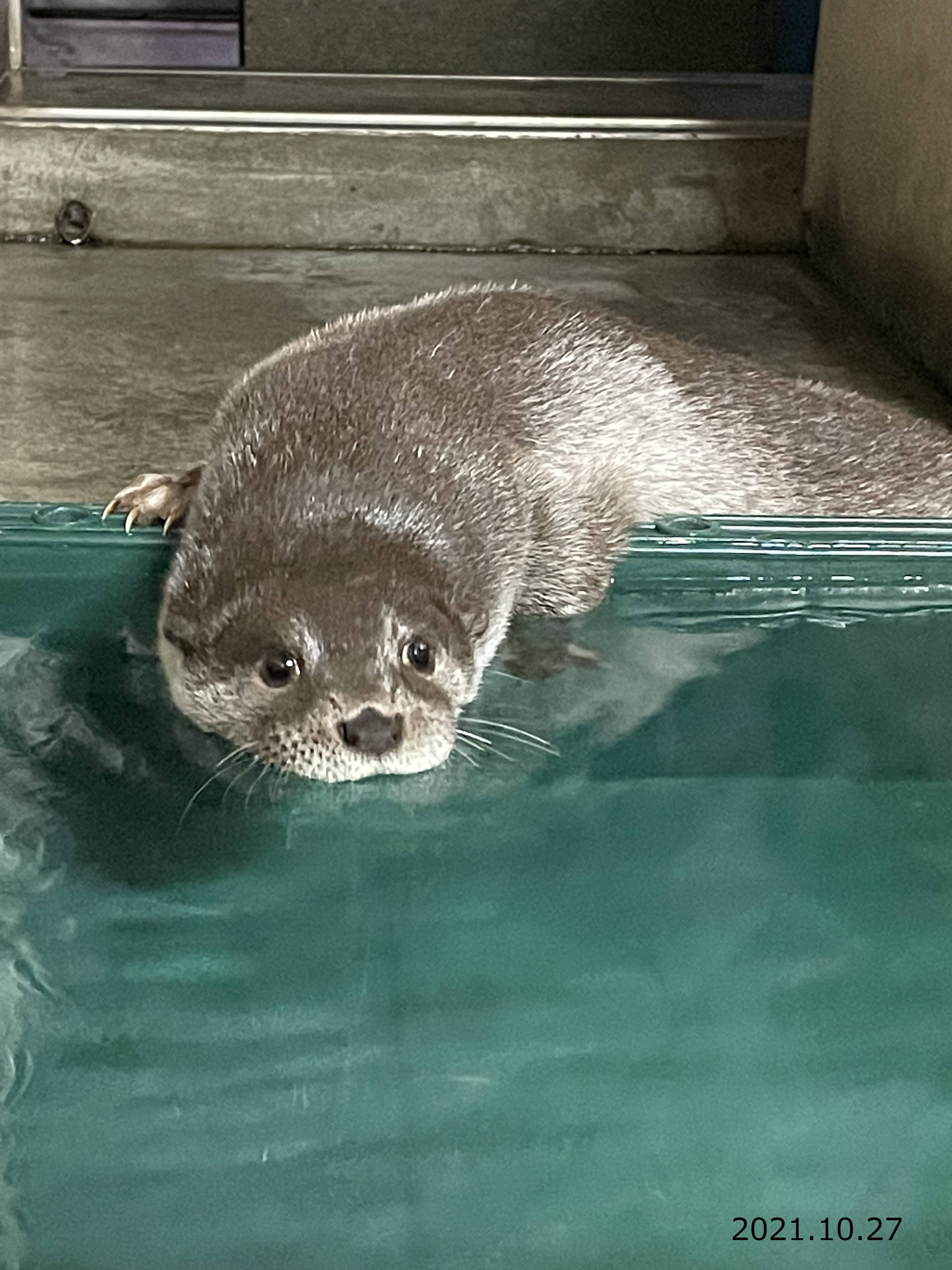 くねことシルバーOtter's⑥.jpg