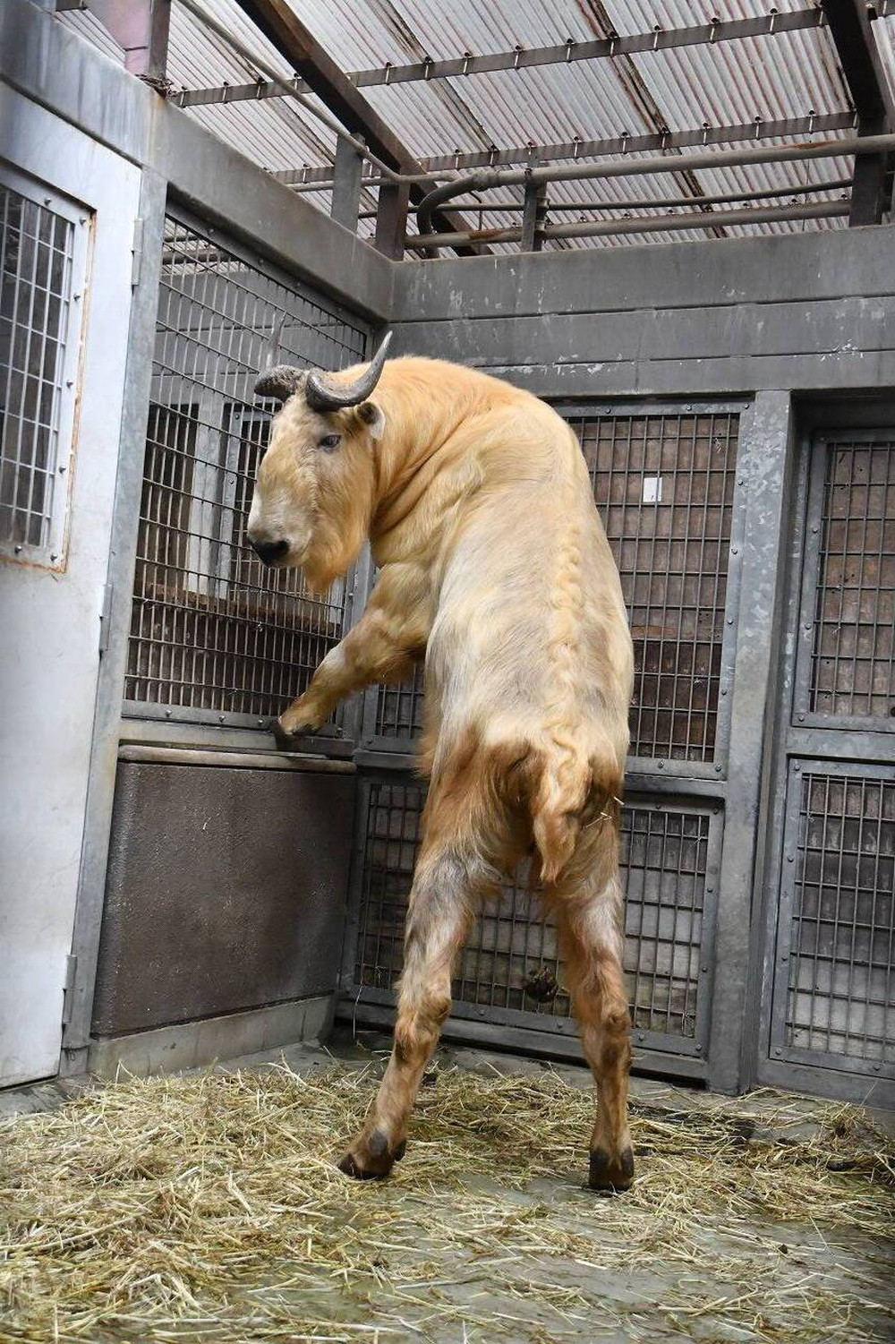 おとなの仲間入り 飼育日誌 よこはま動物園ズーラシア公式サイト 公益財団法人 横浜市緑の協会 おとなの仲間入り 飼育日誌 よこはま動物園ズーラシア公式サイト 公益財団法人 横浜市緑の協会