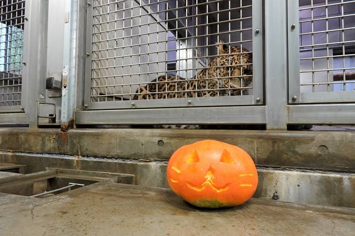 2 ダッシュにも見せてみました.jpg