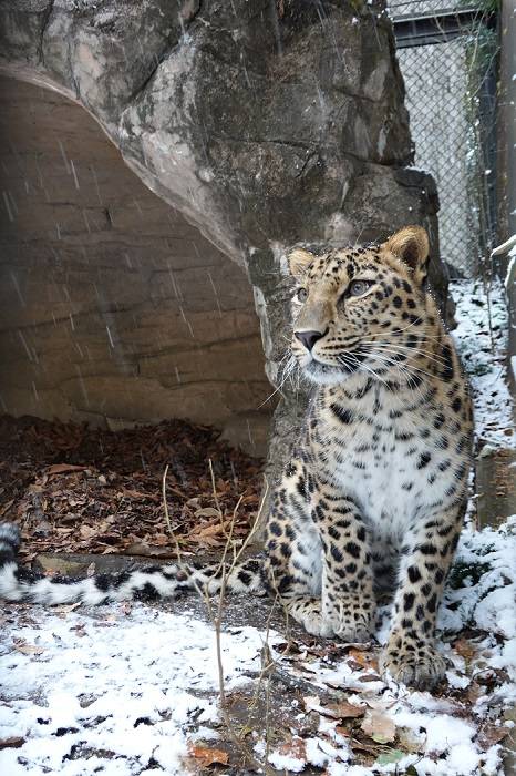 14 右前肢を地面に着けたくない.jpg