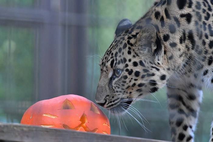 11 とりあえず臭いを嗅いでみる.jpg