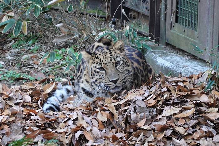 3 なんと落ち葉の上で休んでいました.jpg