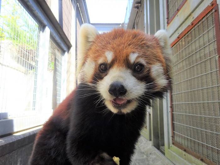 6月10日に・・・☆|飼育日誌｜ブログ|よこはま動物園ズーラシア