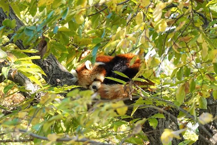 4 展示場の木の上で.jpg