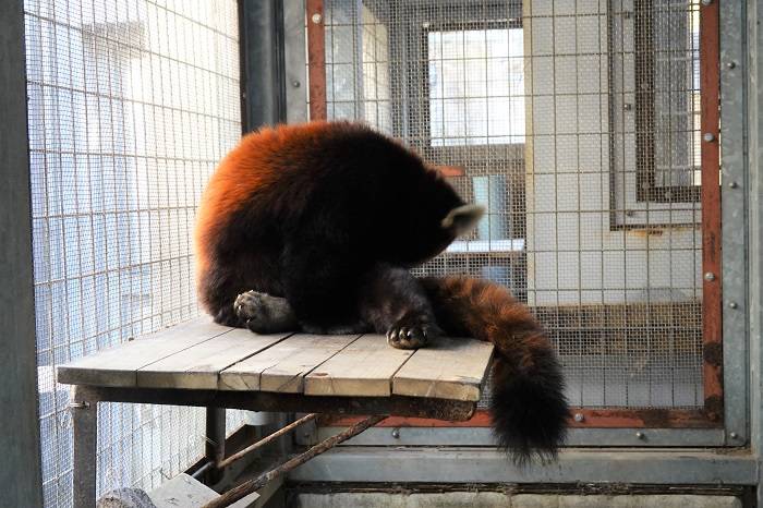 7 毛づくろいに夢中.jpg